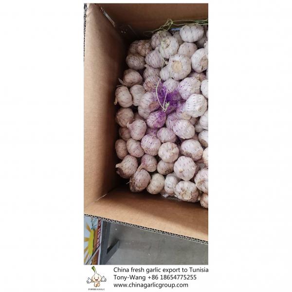 China Fresh garlic export to Tunisia #4 image