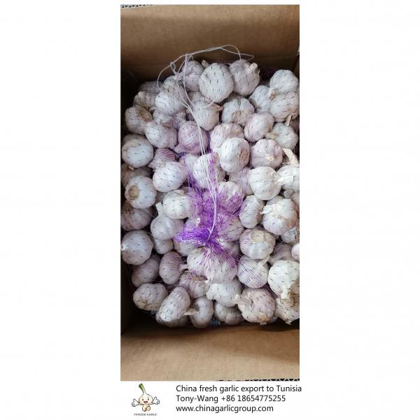 China Fresh garlic export to Tunisia #6 image