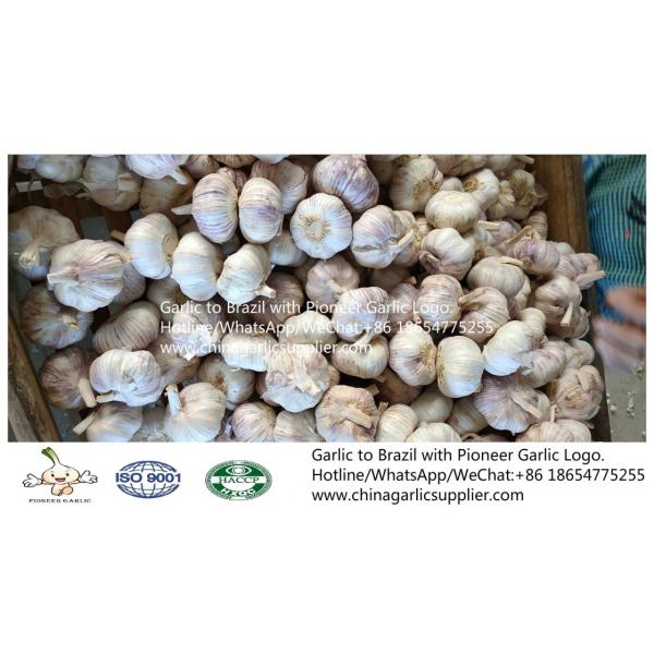 2019 Jinxiang garlic to Brazil #2 image