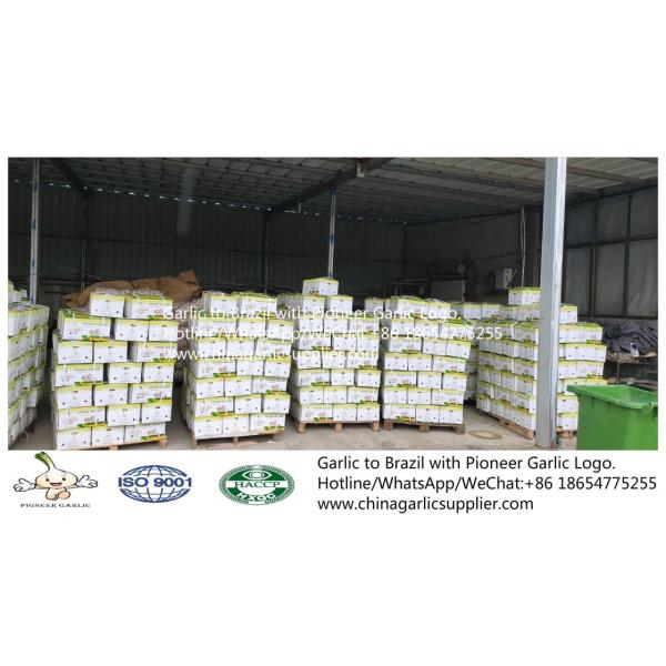 2019 Jinxiang garlic to Brazil #3 image