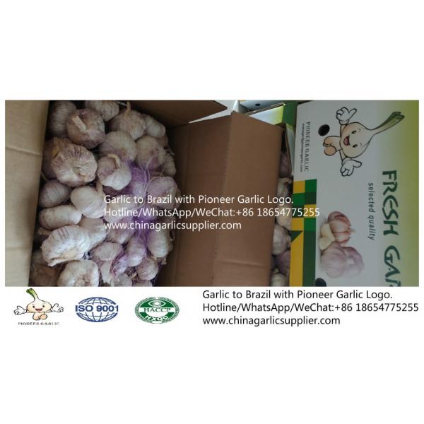 2019 Jinxiang garlic to Brazil #6 image