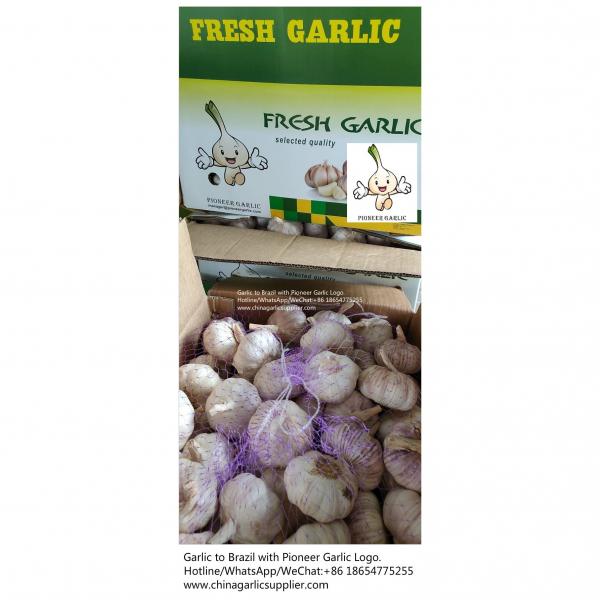 2019 Jinxiang garlic to Brazil #8 image