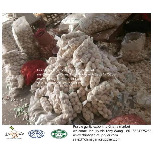 2019 fresh garlic export to Ghana #2 image