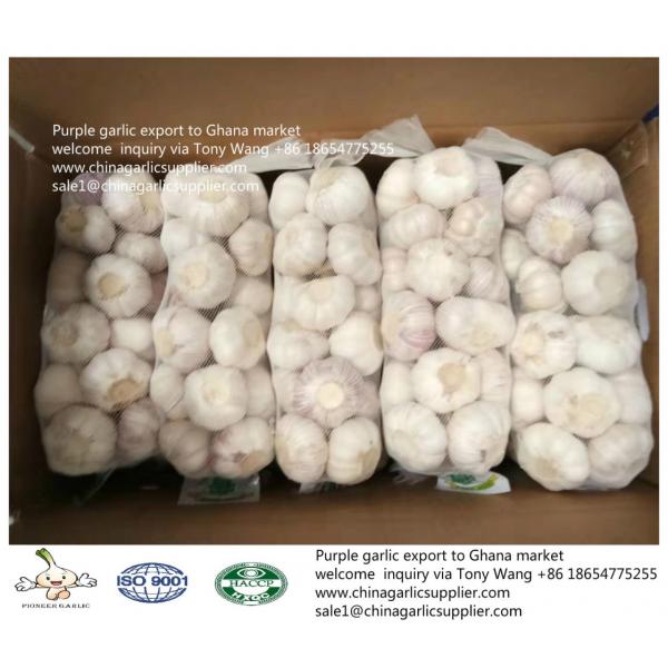2019 fresh garlic export to Ghana #4 image