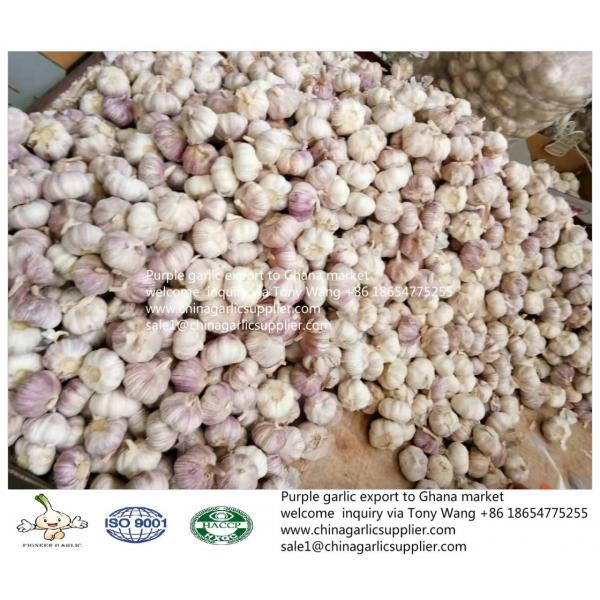 2019 fresh garlic export to Ghana #5 image