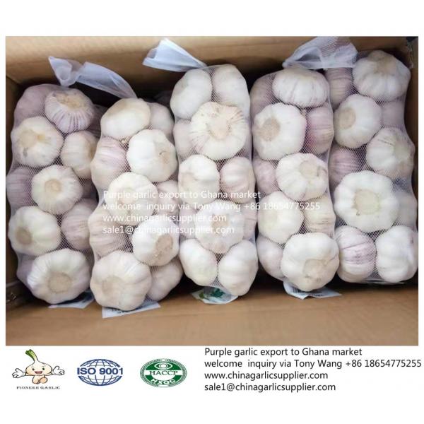 2019 fresh garlic export to Ghana #7 image
