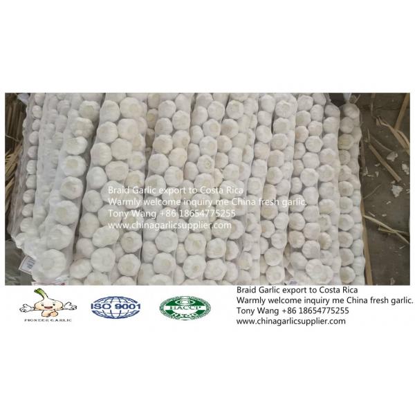 2019 China Braid Garlic export to Costa Rica #1 image