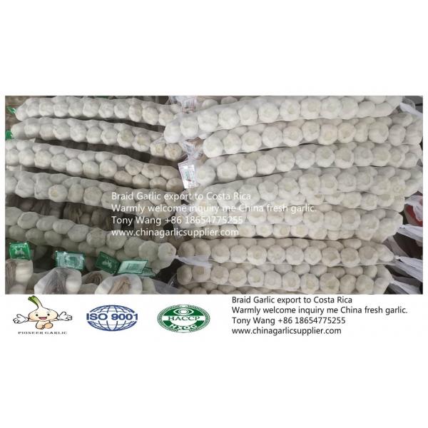 2019 China Braid Garlic export to Costa Rica #3 image