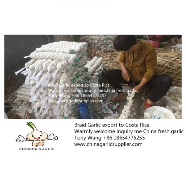 2019 China Braid Garlic export to Costa Rica #5 image