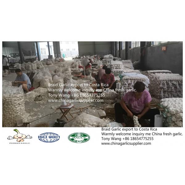 2019 China Braid Garlic export to Costa Rica #6 image