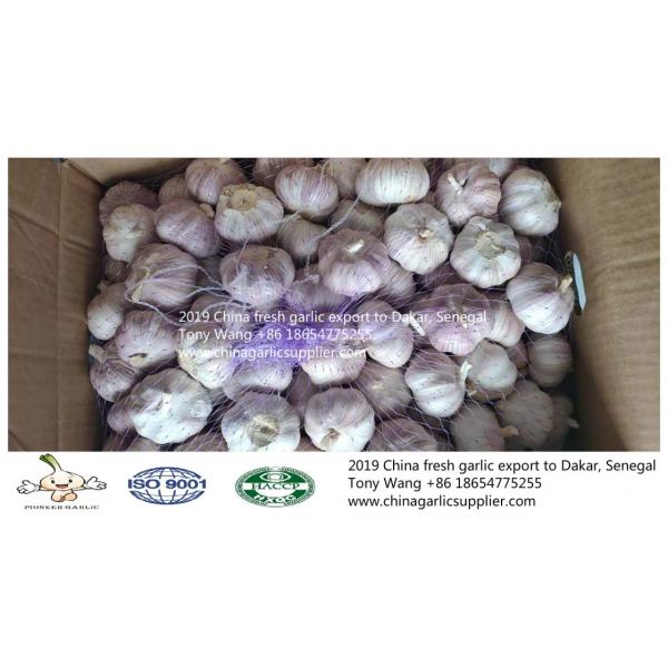 China fresh garlic export to Dakar, Denegal #3 image