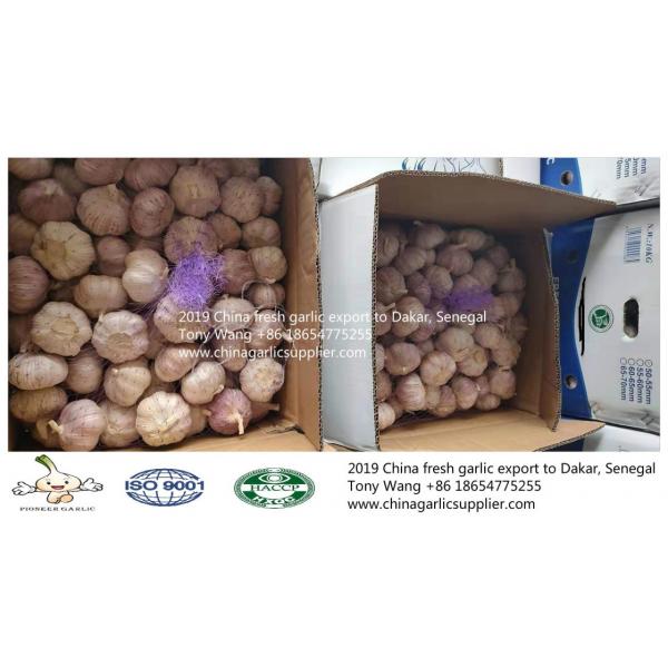 China fresh garlic export to Dakar, Denegal