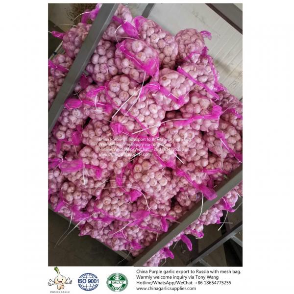 2019 Jinxiang garlic to Russia #1 image