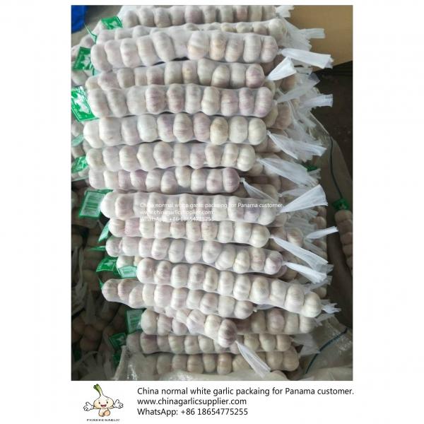 China fresh garlic export to Panama #2 image