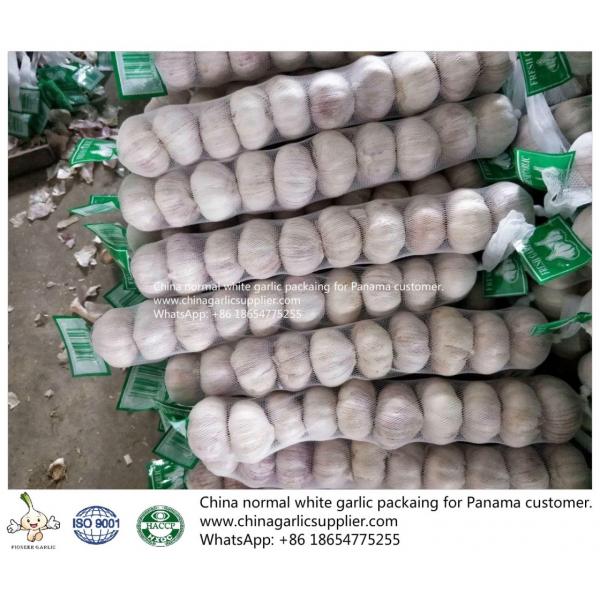 China fresh garlic export to Panama #3 image